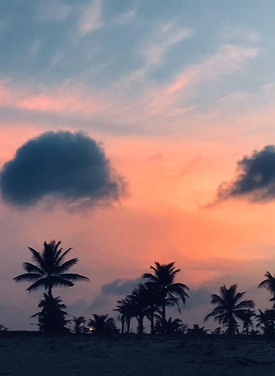 sunset and palm trees