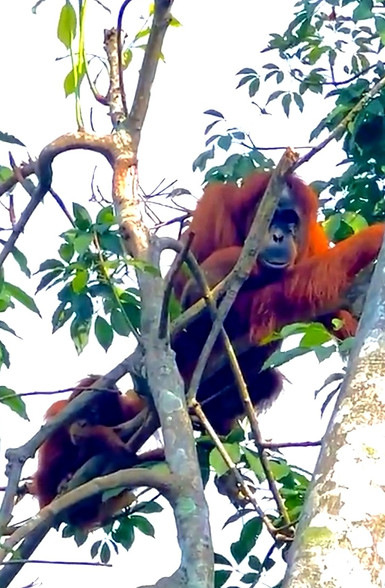North Sumatra. Orangutans wild and free