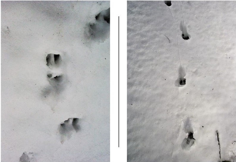 ニホンカモシカのFootprints.jpg