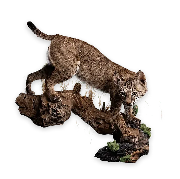 Bobcat lifesize mount.
