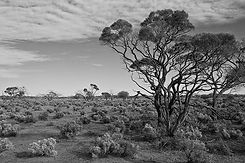 bb-taxidermy-australian-outback-mounts-list.jpg