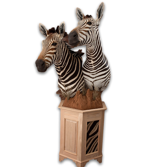 Table pedestal mount with two zebras.