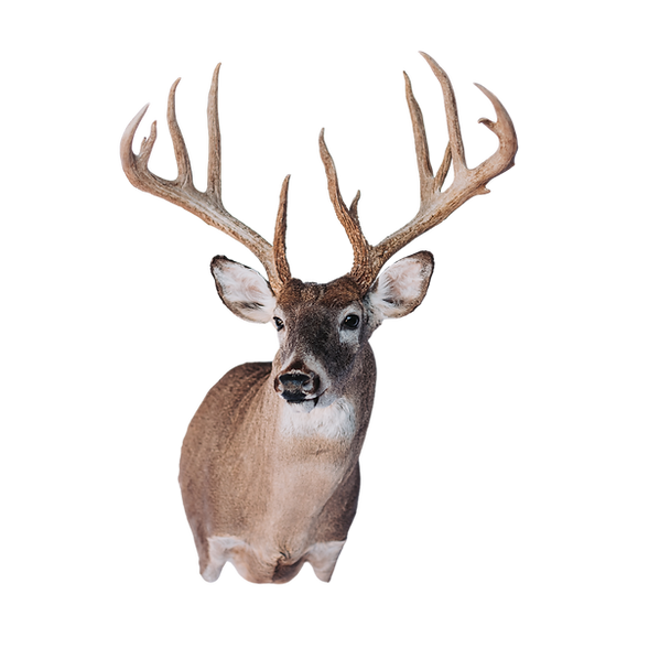 Whitetail Deer shoulder mount.