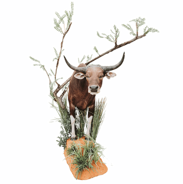 Banteng half life size standing floor mount right turn.