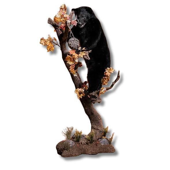 Lifesize black bear mount climbing a tree.