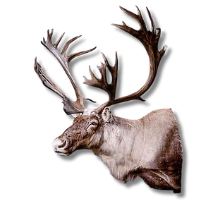 Caribou shoulder mount