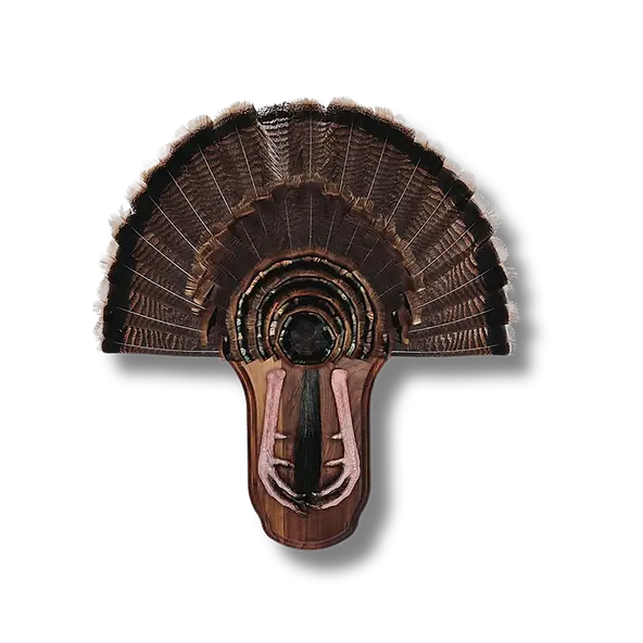 Turkey fan wall pedestal.