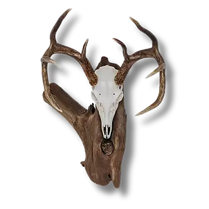 Whitetail deer euro mount.