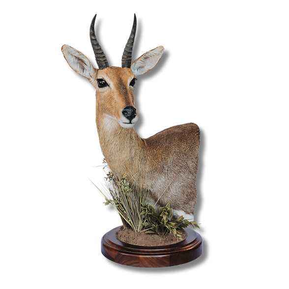 Reedbuck table pedestal.