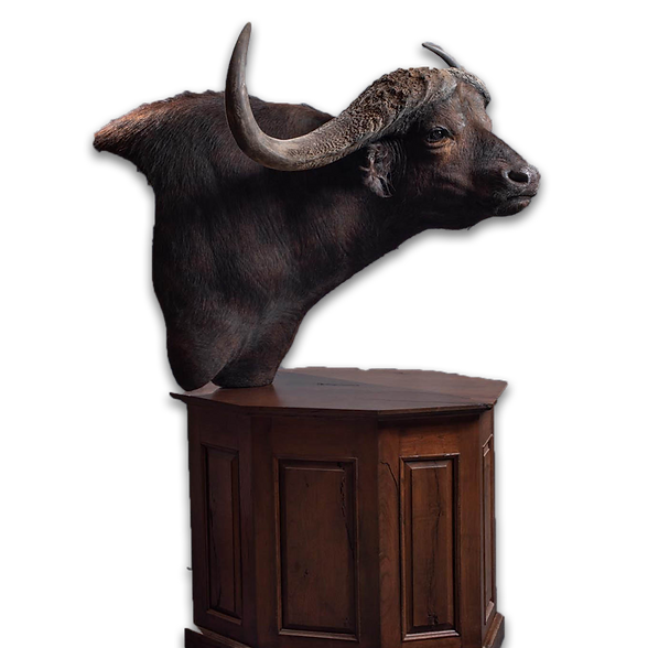 Cape buffalo table pedestal