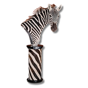 Zebra table pedestal in hard right turn pose on black laminate base with inlays.