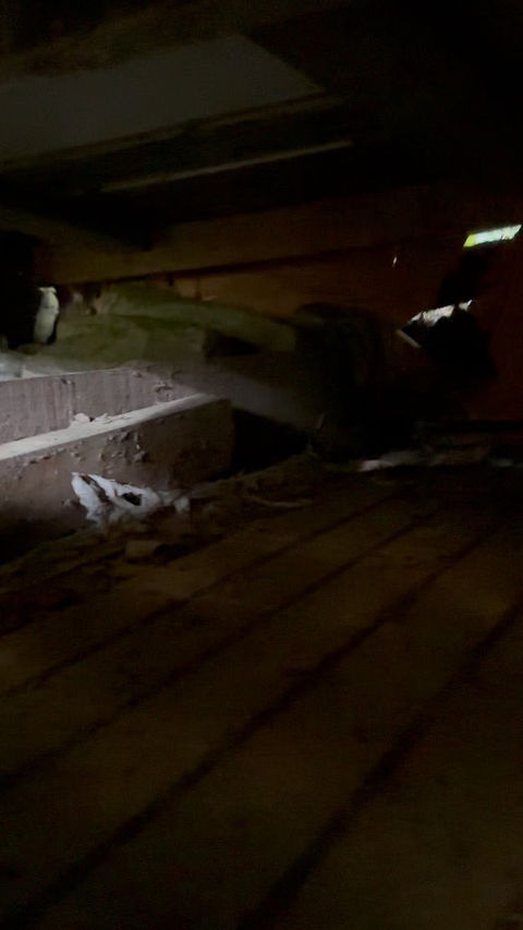 S3 Under bed in Darren Lindsay_s old hut in bush
