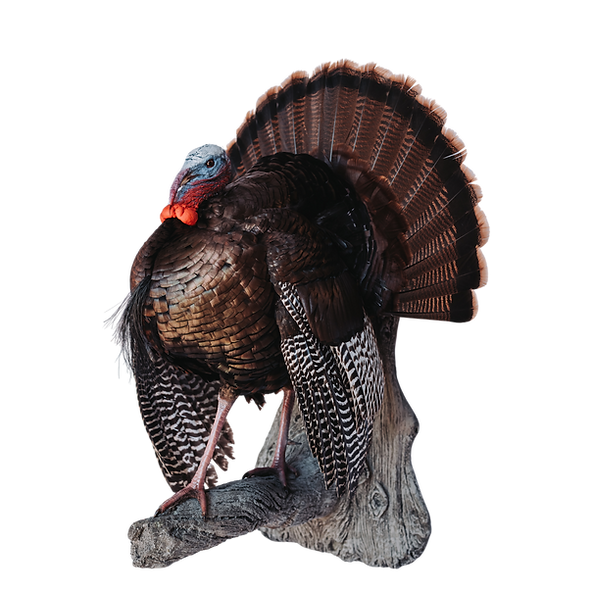 Lifesize turkey mount.