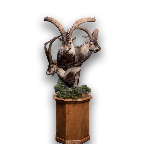 Ibex table pedestal trio.