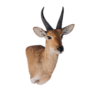 Mount Reed Buck wall pedestal