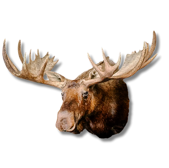 Moose wall pedestal.