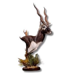 Blackbuck table pedestal