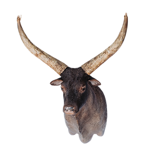 Watusi shoulder mount.
