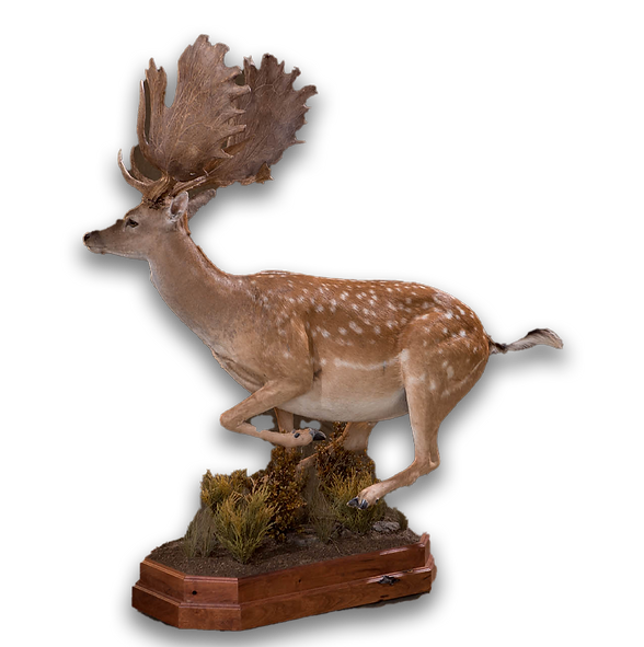 Lifesize fallow mount running.