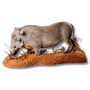 Lifesize warthog mount