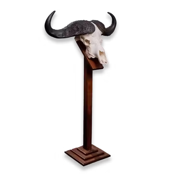 Cape Buffalo European mount on pedestal.