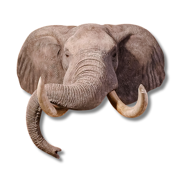 Elephant shoulder mount