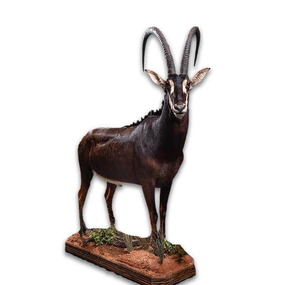 Lifesize sable mount.