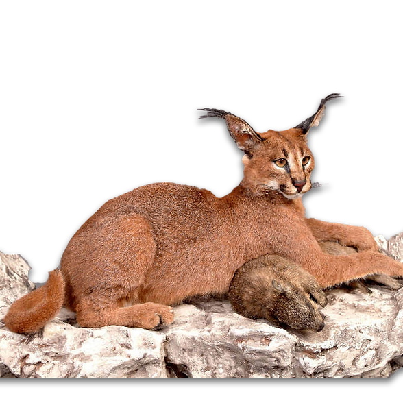 Lifesize caracal mount laying on rock.
