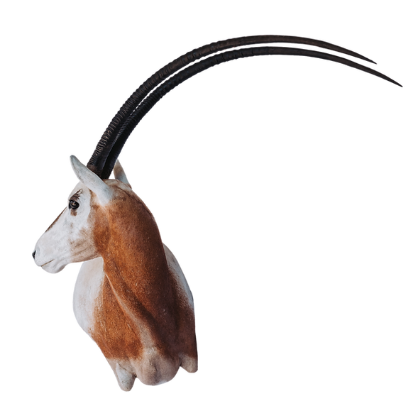 Oryx shoulder mount.