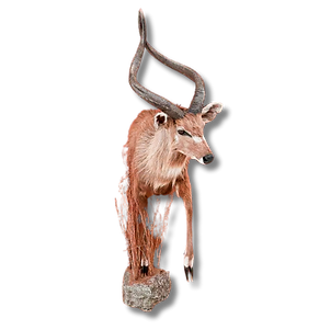 Half lifesize sitatunga mount