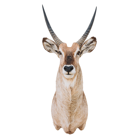 Waterbuck shoulder mount straight.
