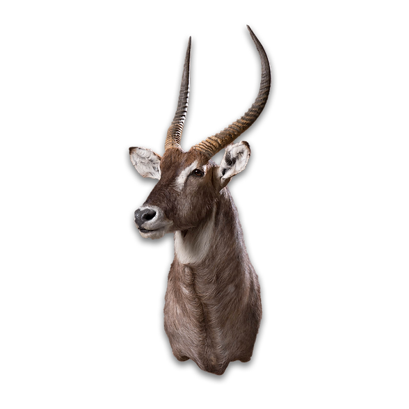 Waterbuck shoulder mount slight right turn.