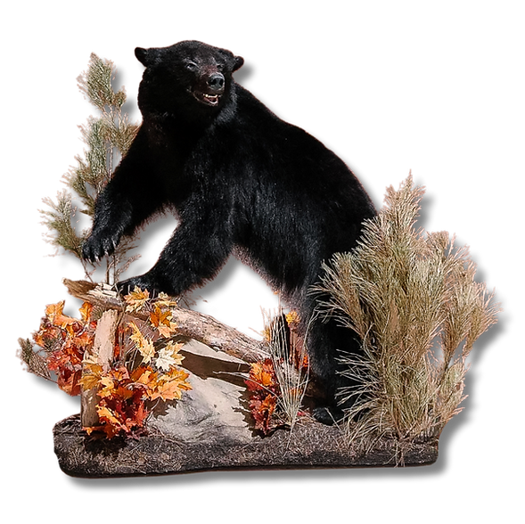 Black Bear lifesize mount