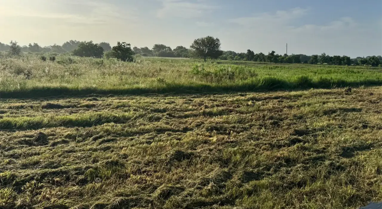 Wide open pasture freshly mowed and maintained for healthy regrowth near Hockley, Texas