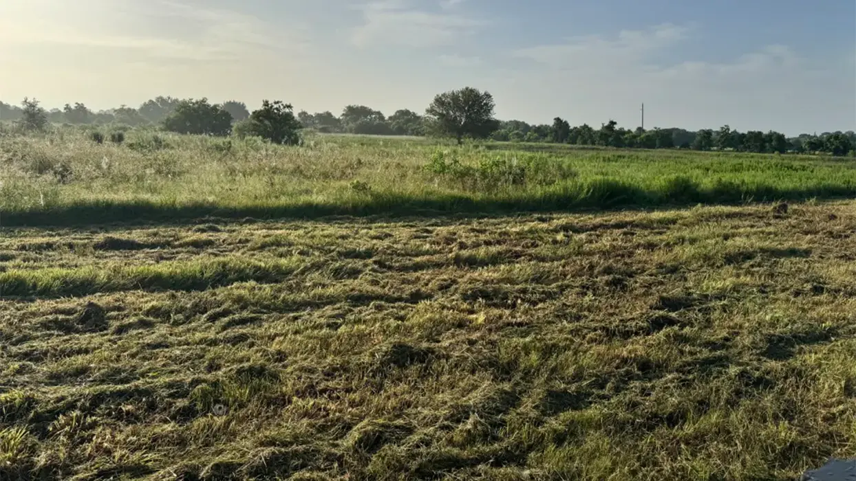 Wide open pasture freshly mowed and maintained for healthy regrowth near Hockley, Texas