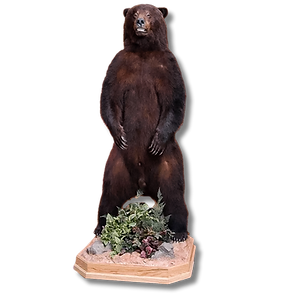 Black Bear lifesize mount