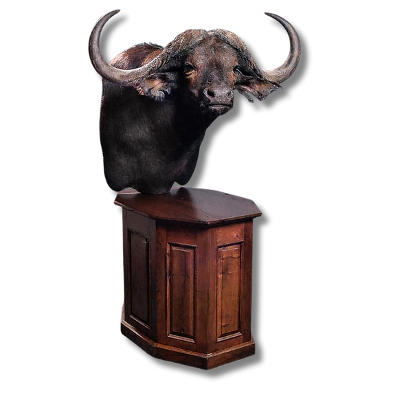 Cape Buffalo table pedestal