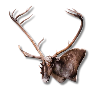 Caribou wall pedestal