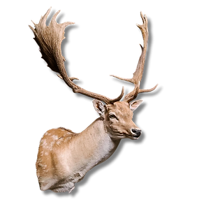 Fallow shoulder mount.