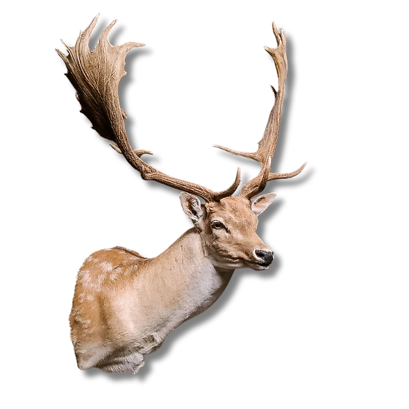 Fallow shoulder mount.