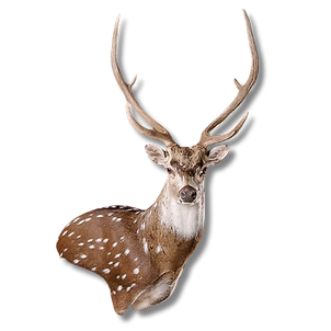 Axis wall pedestal in right turn pose