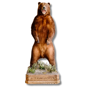 Lifesize brown bear mount