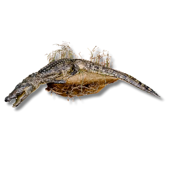 Lifesize crocodile mount laying across its natural environment.