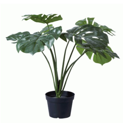 Medium Monstera