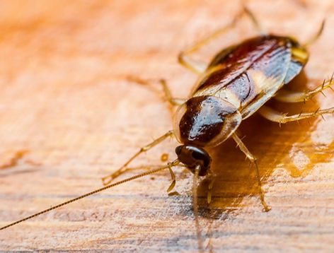 Treadway-Pest-Control-Service-cockroach_edited.jpg
