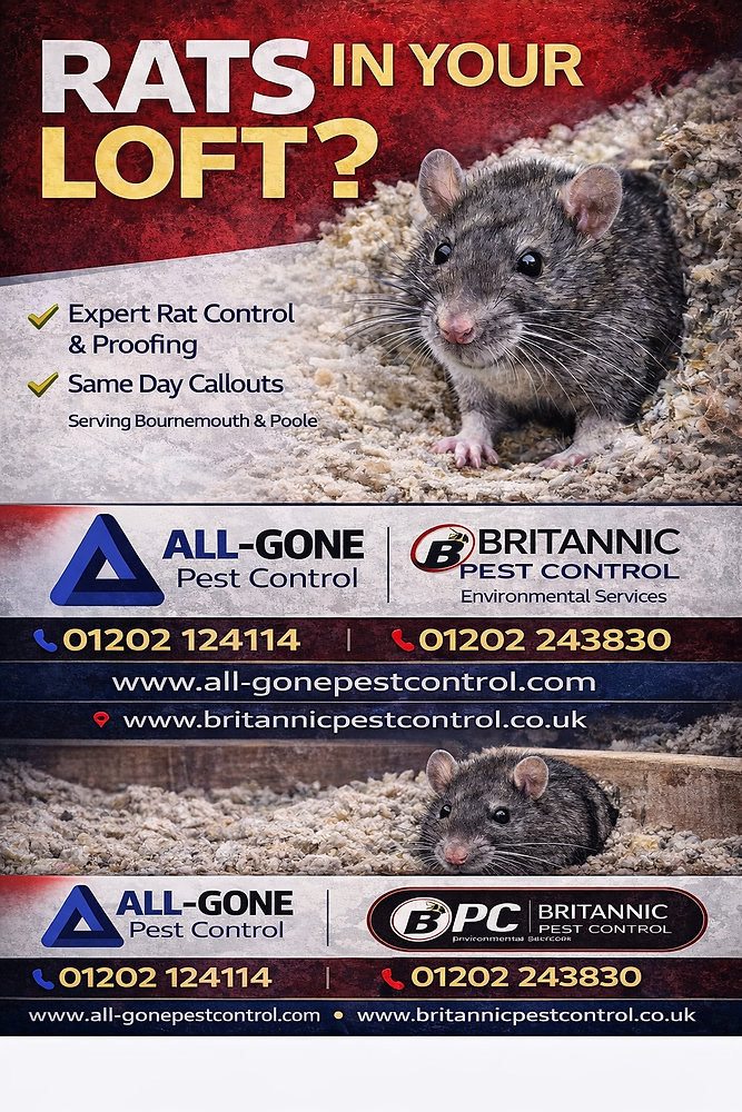 1000 Rats In House 7 Signs You Have Rats in Your Home (And What to Do About It)