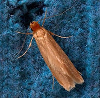 stop-moths-lakeland-blog-825x450_edited_edited.jpg