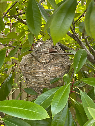 wasp nest removal dorset
