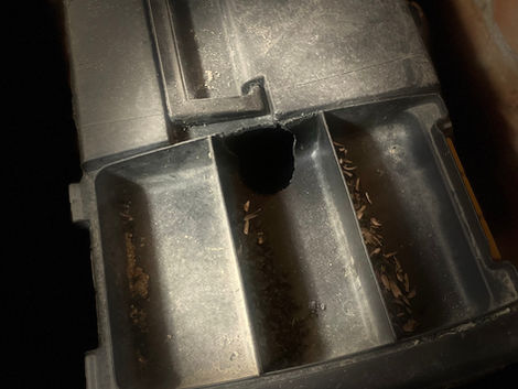 alt="wasp nest exterminator in Bournemouth Poole & Dorset"