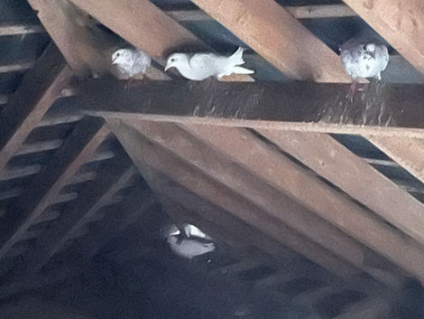 alt="Pest bird removal in Bournemouth, Poole & Dorset"